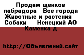 Продам щенков лабрадора - Все города Животные и растения » Собаки   . Ненецкий АО,Каменка д.